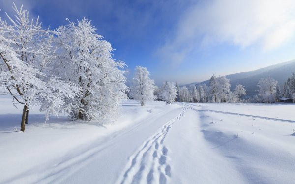 Winter Forest