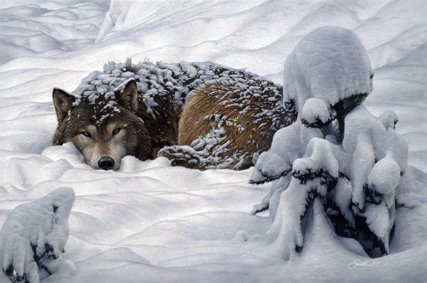 Художник-анималист Даниэль Смит