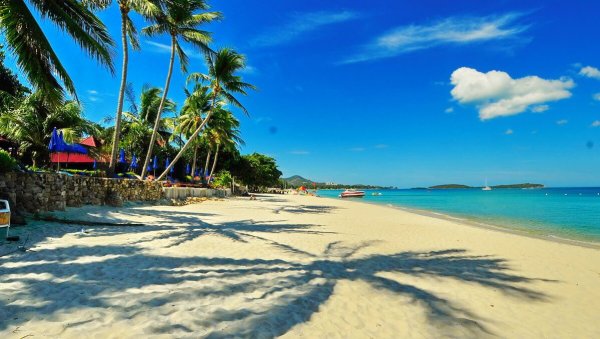 Паттайя пальмы на пляже