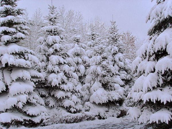 Тайга в снегу