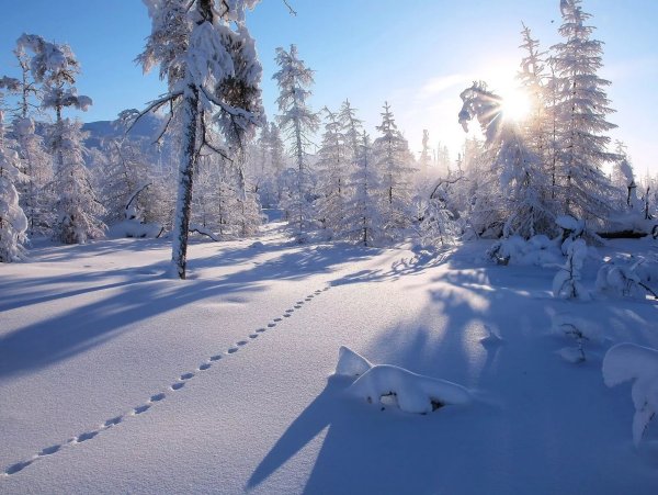 Таежный лес зимой