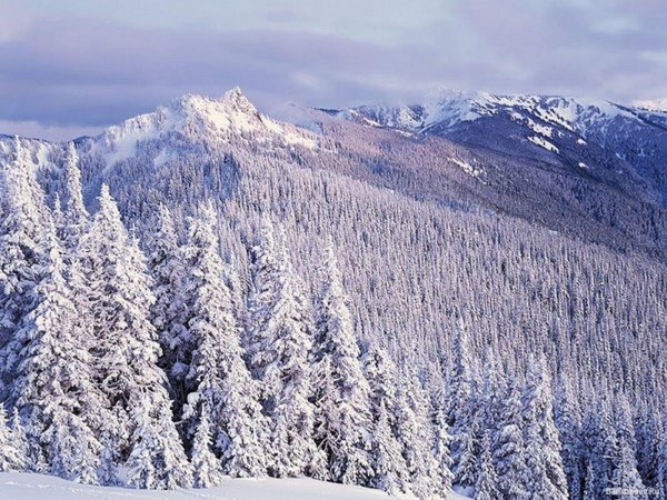 Зимняя Сибирская Тайга