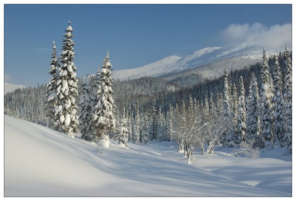 Сибирь Снежная Тайга