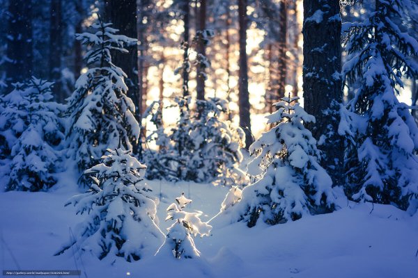 Зимний Таежный лес