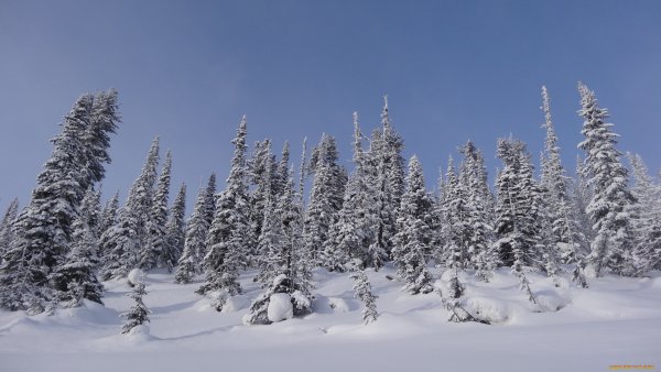 Снежный Покров тайги