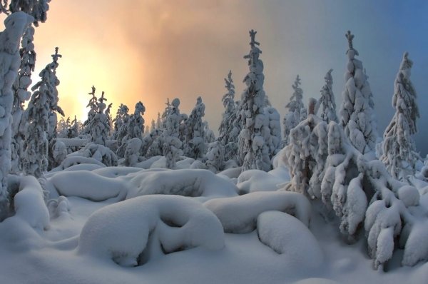 Тайга зимой