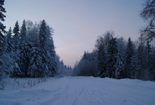 Тайга Архангельск зимма