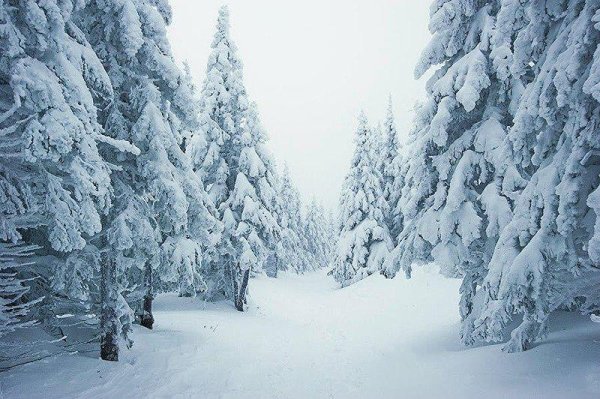 Зимняя Тайга