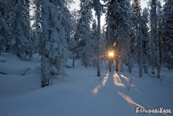 Зимняя Тайга