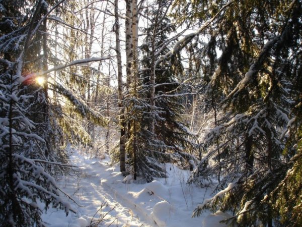 Тайга зимой