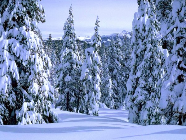 Зимний лес для ДОУ