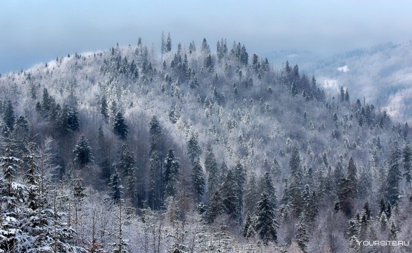 Сибирь Снежная Тайга