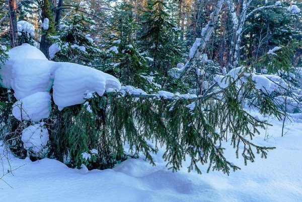 Сугробы в тайге