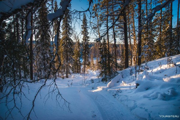 Зимняя Уссурийская Тайга