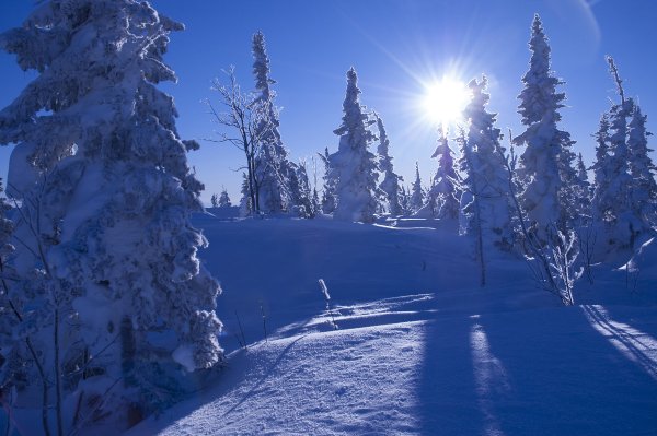 Тайга зимой