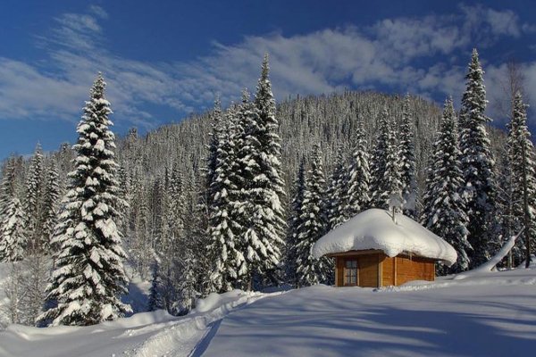 Тайга зимой