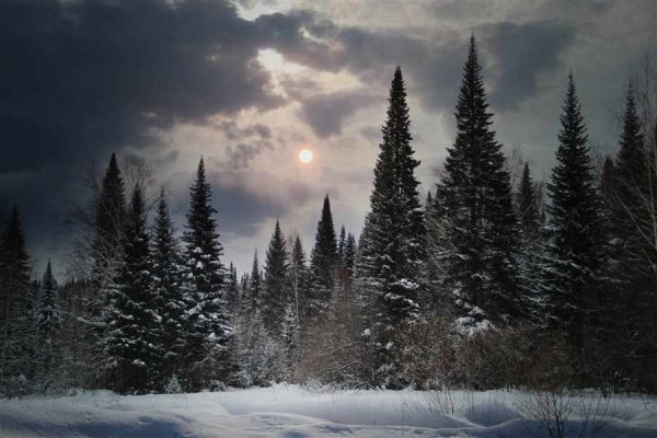 Тайга зимой