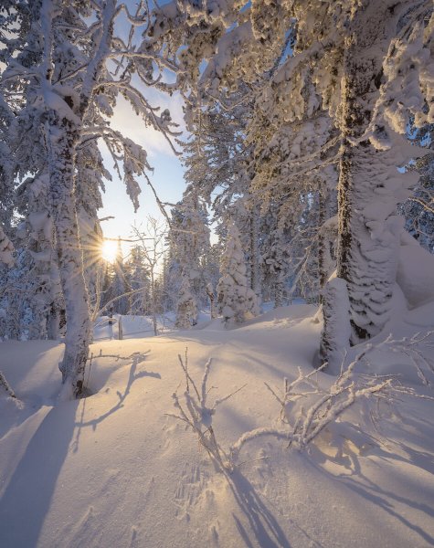 Зимняя Тайга в Сибири
