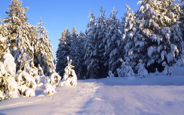 Снежная Тайга