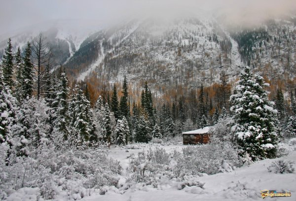Восточно Сибирская Тайга зимой