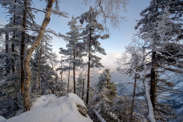 Уссурийская Тайга климат