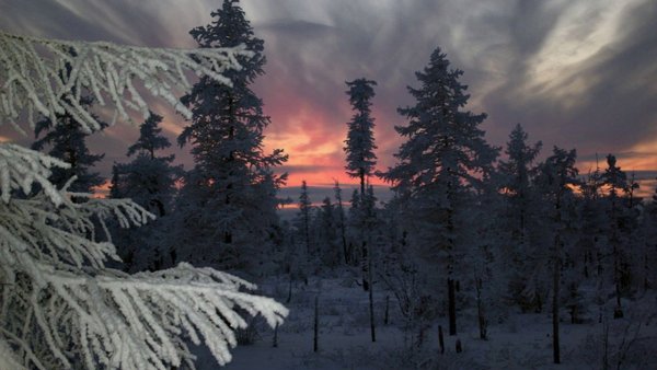 Зимняя Тайга Якутии