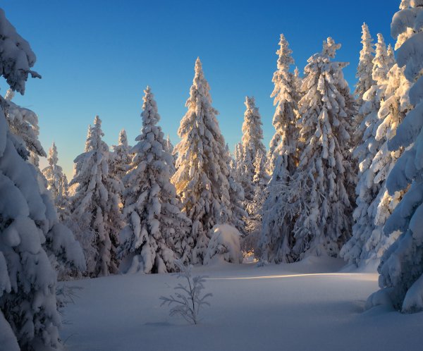 Зимняя Тайга