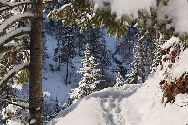 Кедр в зимнем лесу