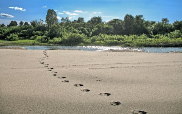 Речка Лебяжка Новосергиевский район