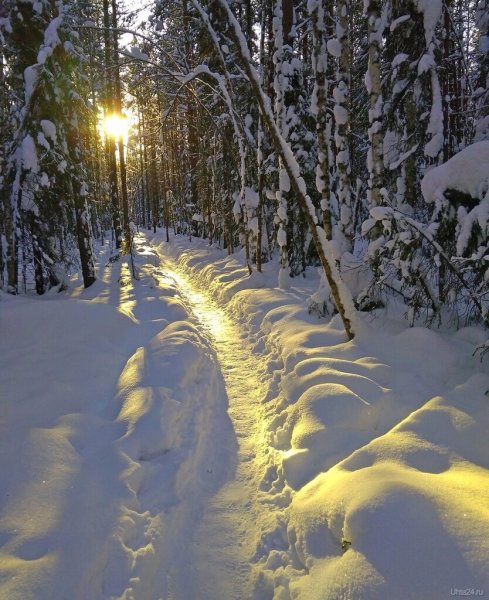 Зимняя дорожка в лесу