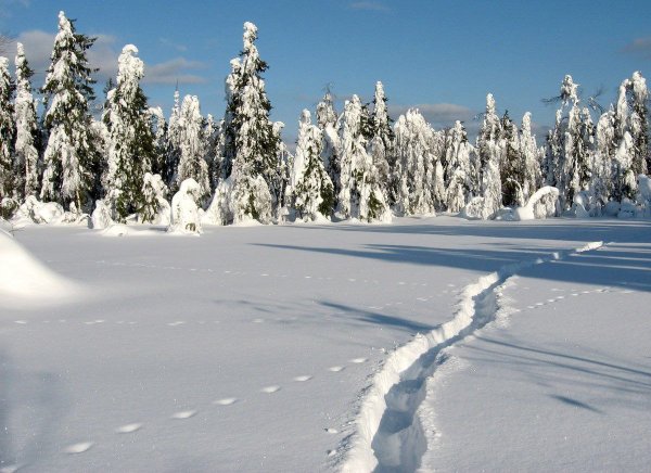 Заснеженная тропинка