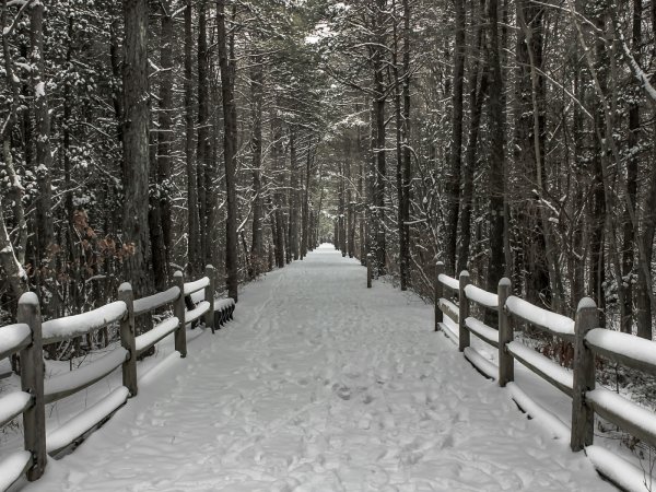 Тропинка в зимнем лесу
