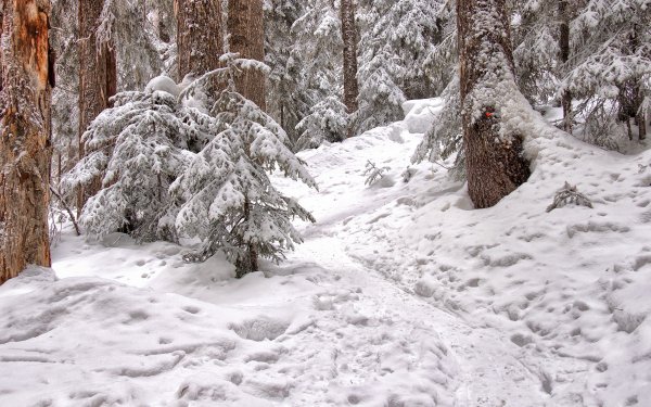 Тропинка в зимнем лесу