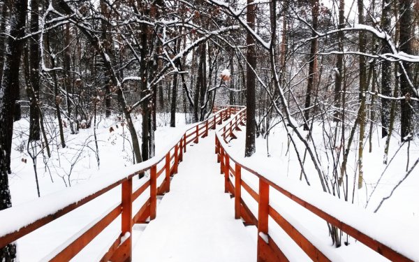 Зимняя тропа в лесу