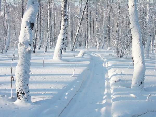 Сугробы в лесу