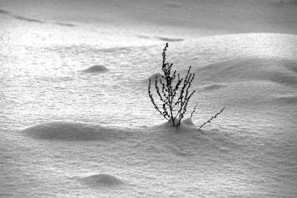 Зимняя тоска