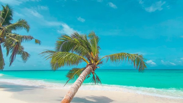 Пальмы на рабочий стол