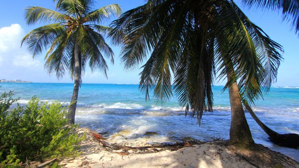 Пляж с пальмами