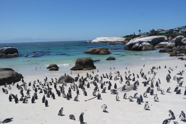 Пингвины ЮАР Кейптаун