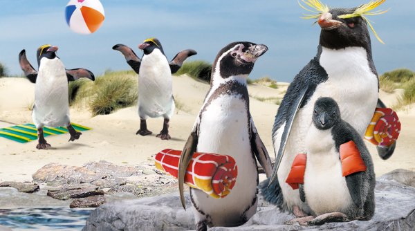 Пингвины в Африке