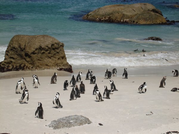 Пляж валунов (Boulders Beach Penguin Colony)