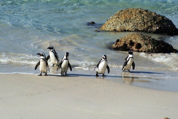 Пингвиний пляж ЮАР