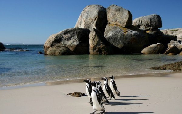 Пляж Болдерс, ЮАР