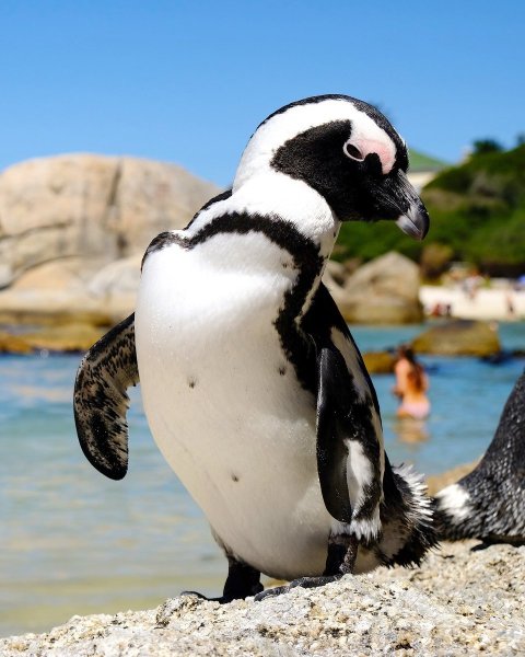 Очковый Пингвин в Африке