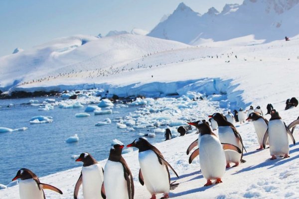 Путешествие в Антарктиду