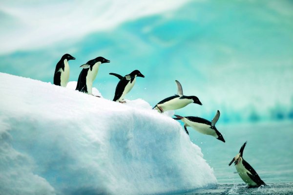 Г Снегирева Пингвиний пляж