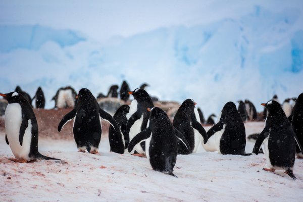 Пингвиний пляж в Антарктиде