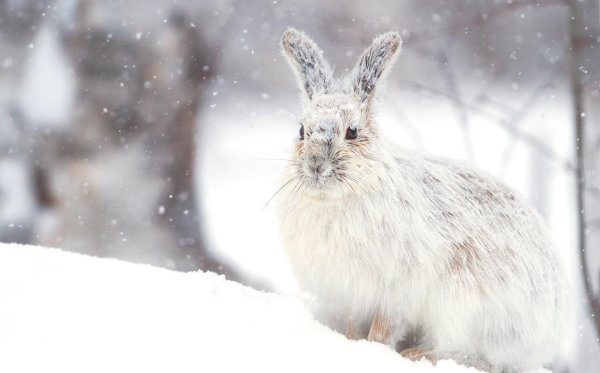 Снежный заяц