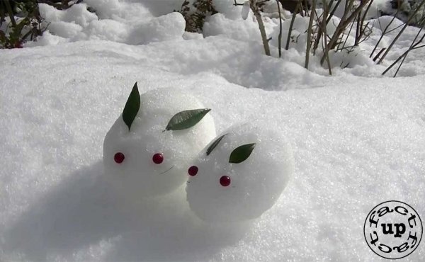 Кролик из снега