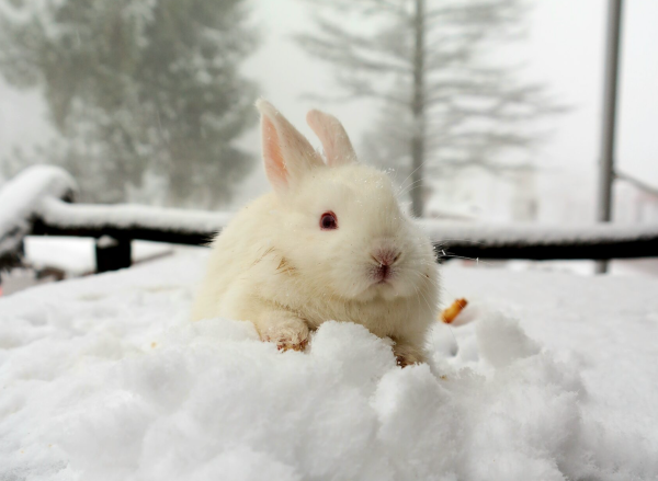 Кролик зимой